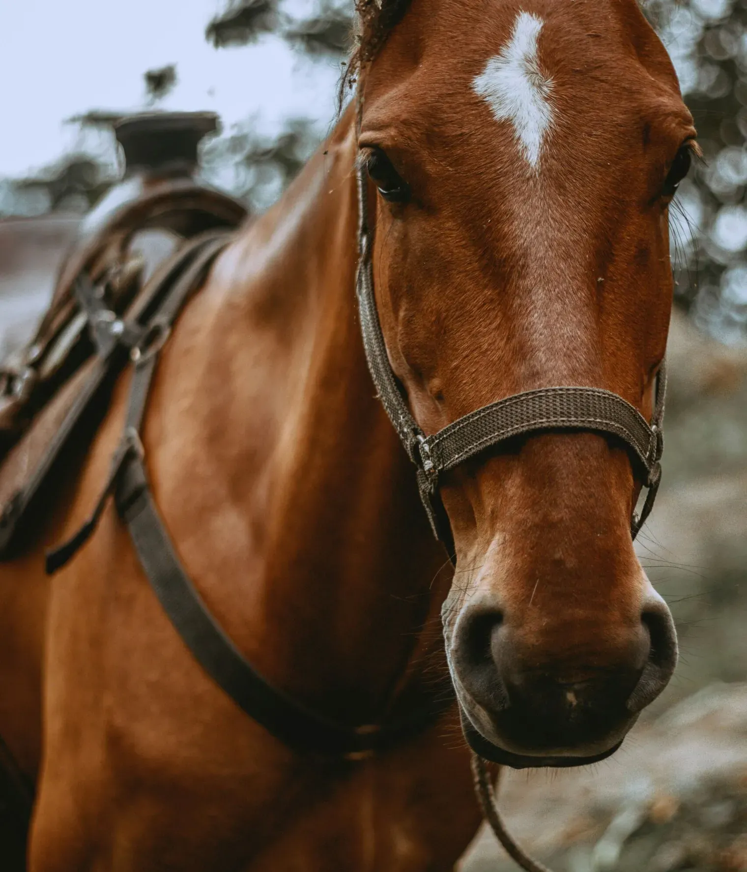 Trekking a cavallo