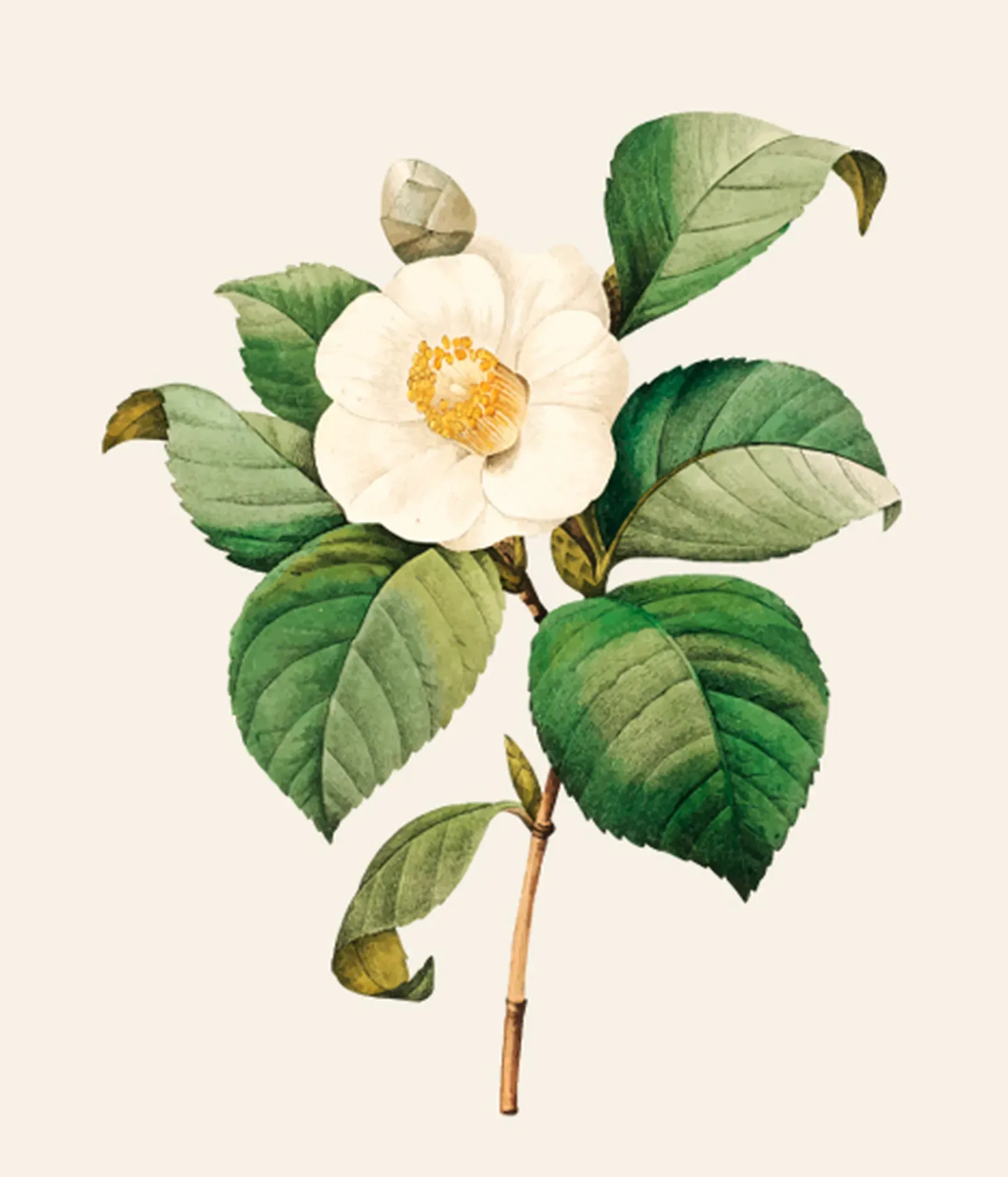 2025 05 08 Camelia