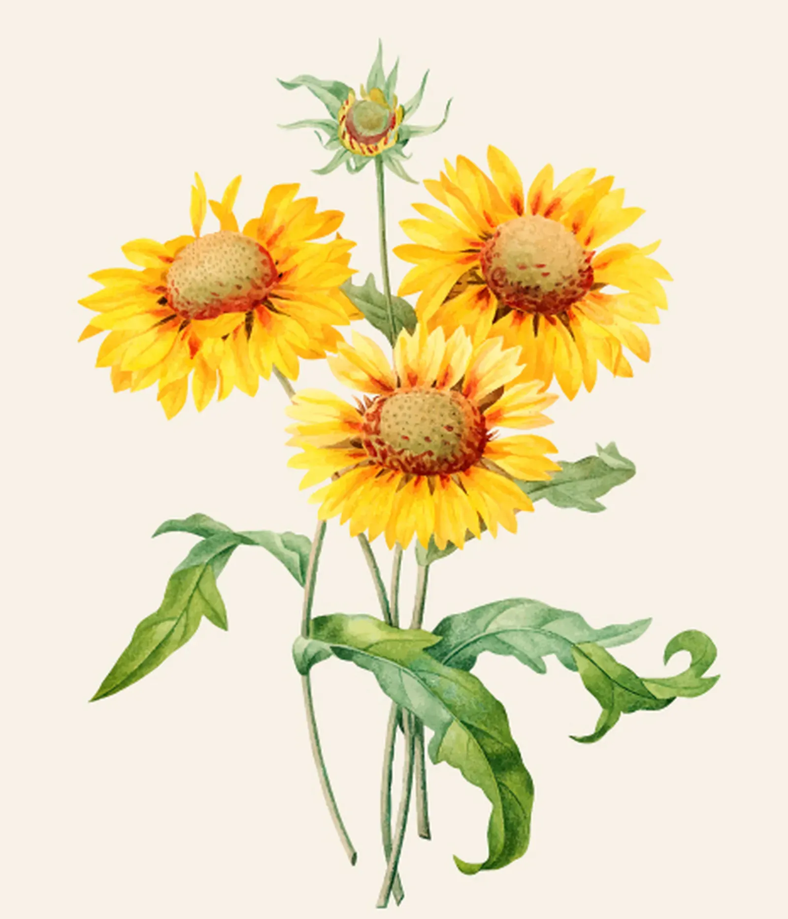 2025 05 08 Girasole