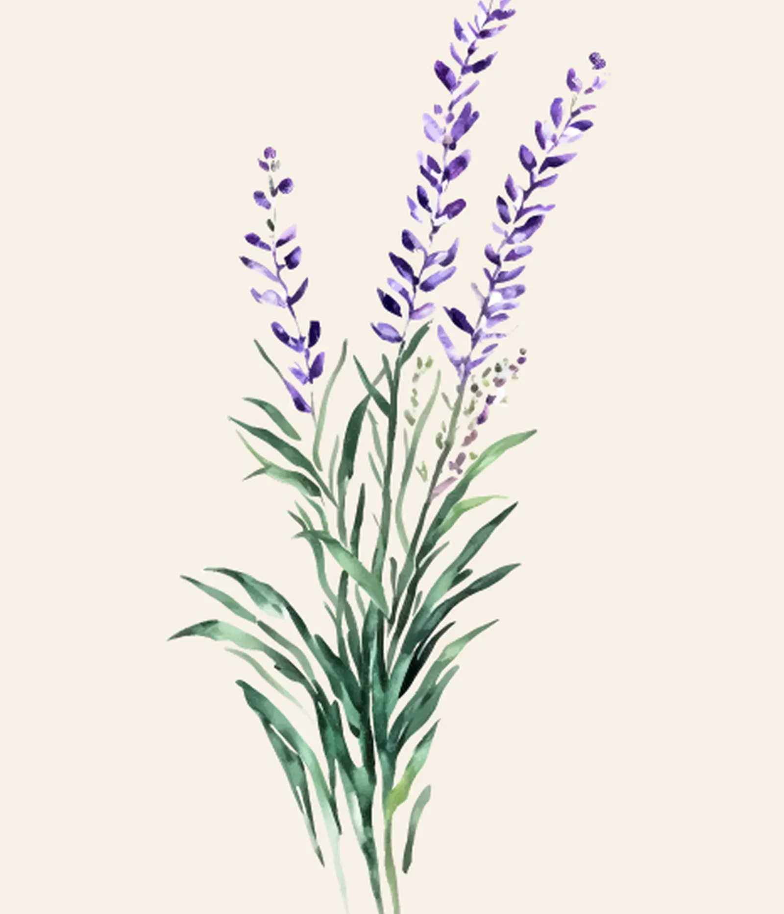 2025 05 08 Lavanda