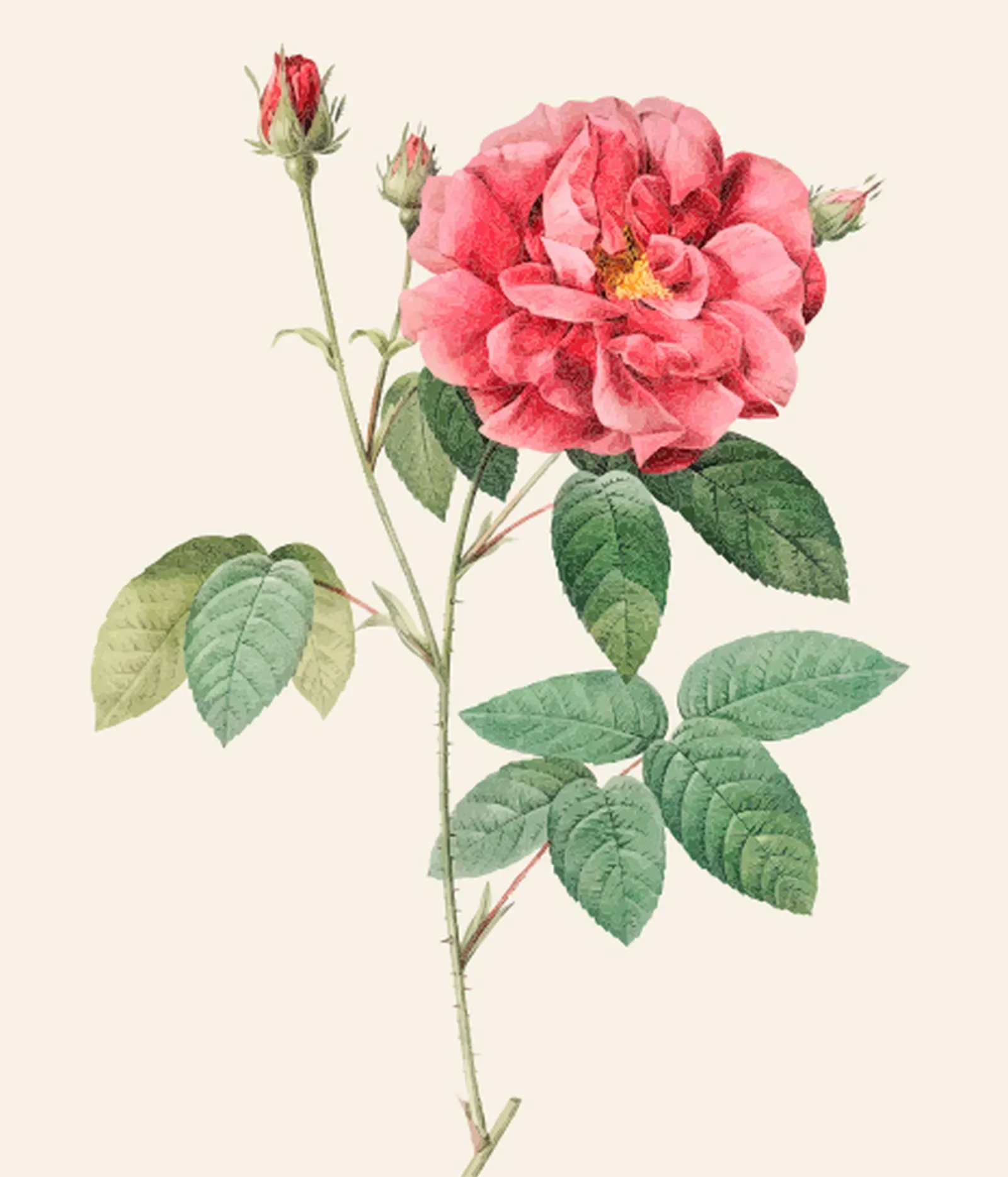 2025 05 08 Rosa