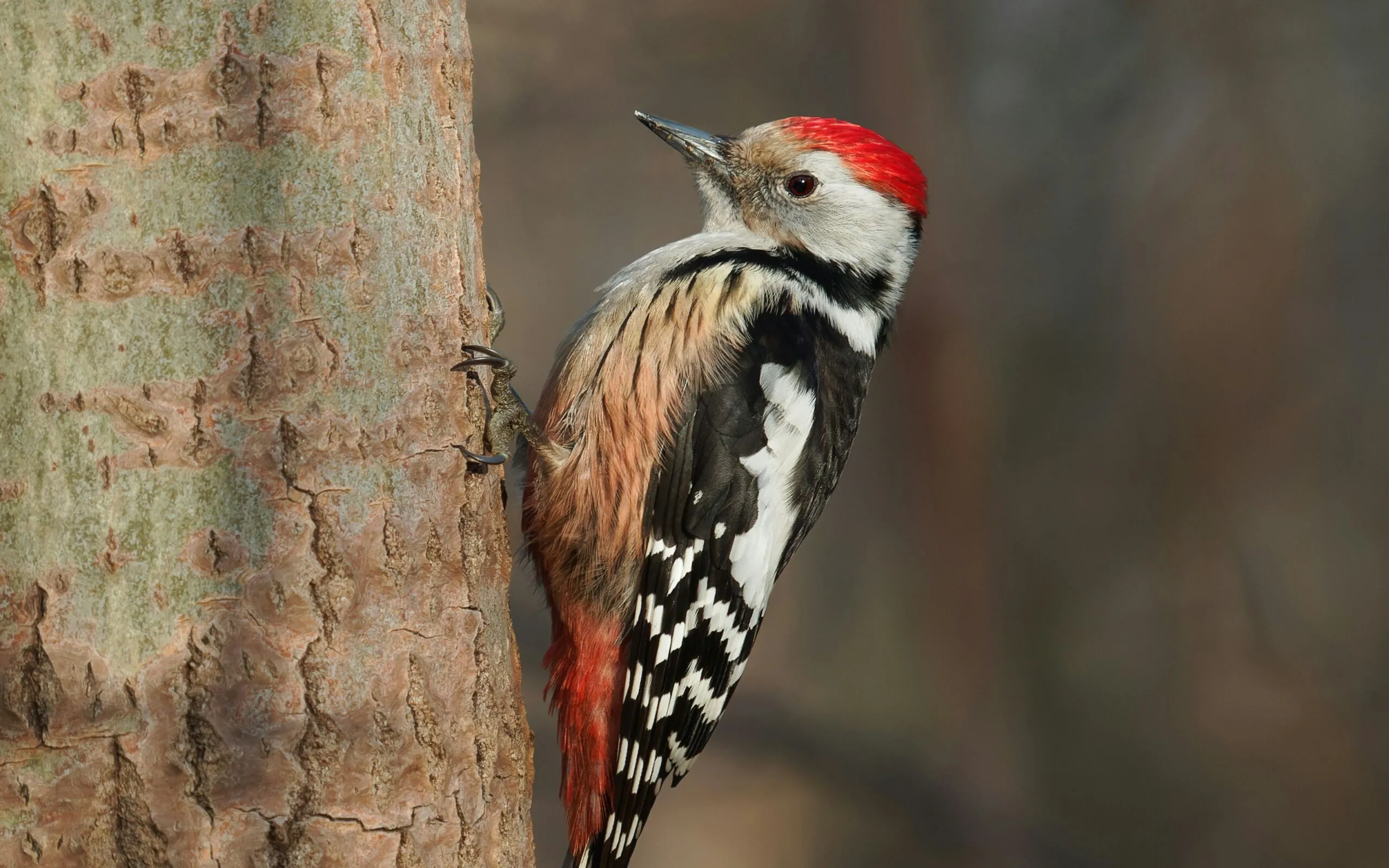 woodpecker